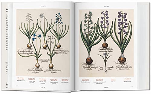 Basilius Besler. Florilegium. The Book of Plants: Bu (Bibliotheca Universalis)