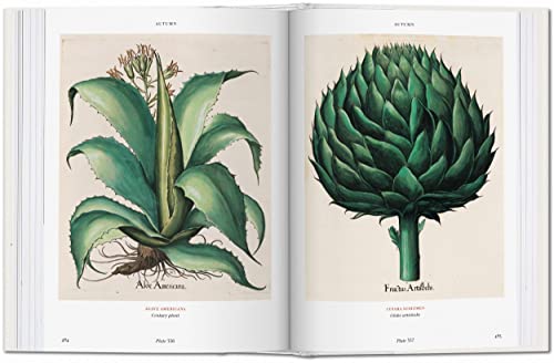 Basilius Besler. Florilegium. The Book of Plants: Bu (Bibliotheca Universalis)