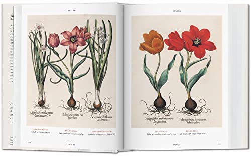 Basilius Besler. Florilegium. The Book of Plants: Bu (Bibliotheca Universalis)