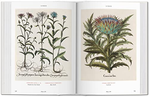 Basilius Besler. Florilegium. The Book of Plants: Bu (Bibliotheca Universalis)