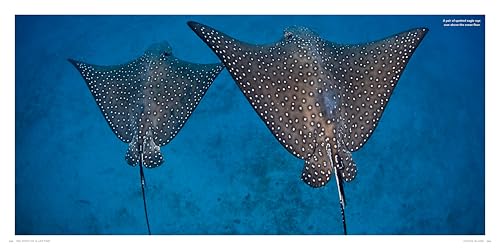 100 Dives of a Lifetime: The World's Ultimate Underwater Destinations [Idioma Inglés]