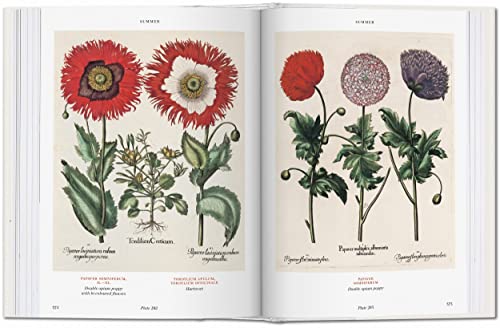 Basilius Besler. Florilegium. The Book of Plants: Bu (Bibliotheca Universalis)