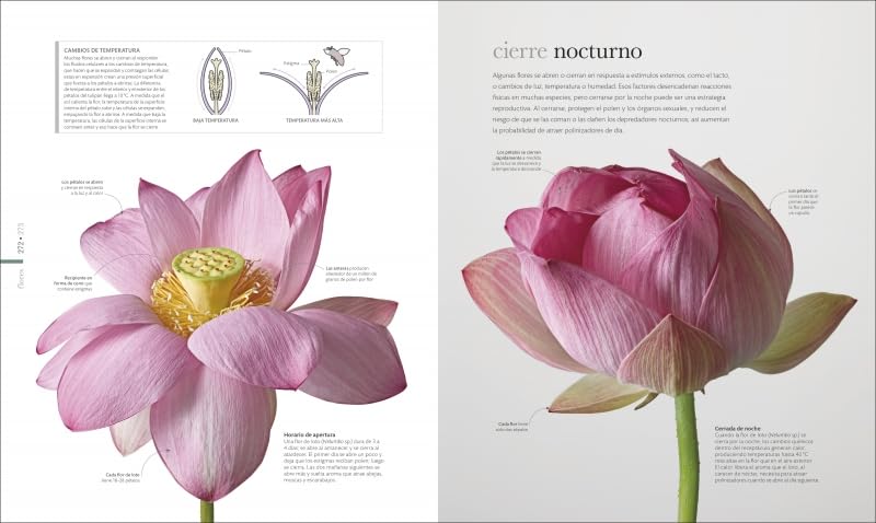 Flora (nueva edición): El mundo secreto de las plantas (Enciclopedia visual)