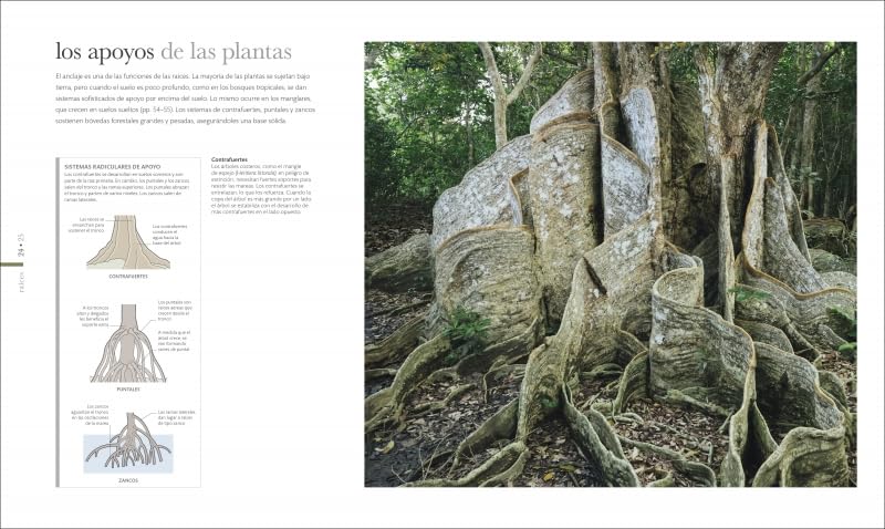 Flora (nueva edición): El mundo secreto de las plantas (Enciclopedia visual)