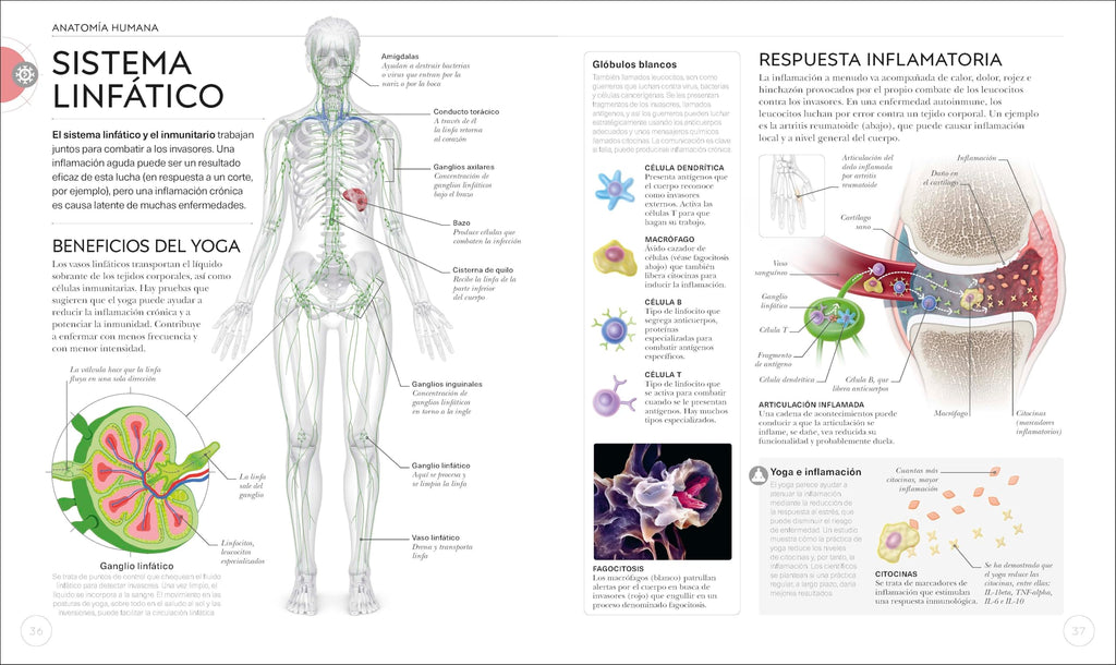 Anatomía del yoga: Un estudio fisiológico postura a postura (Deportes DK) (Edición en Español)