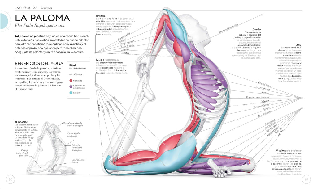 Anatomía del yoga: Un estudio fisiológico postura a postura (Deportes DK) (Edición en Español)
