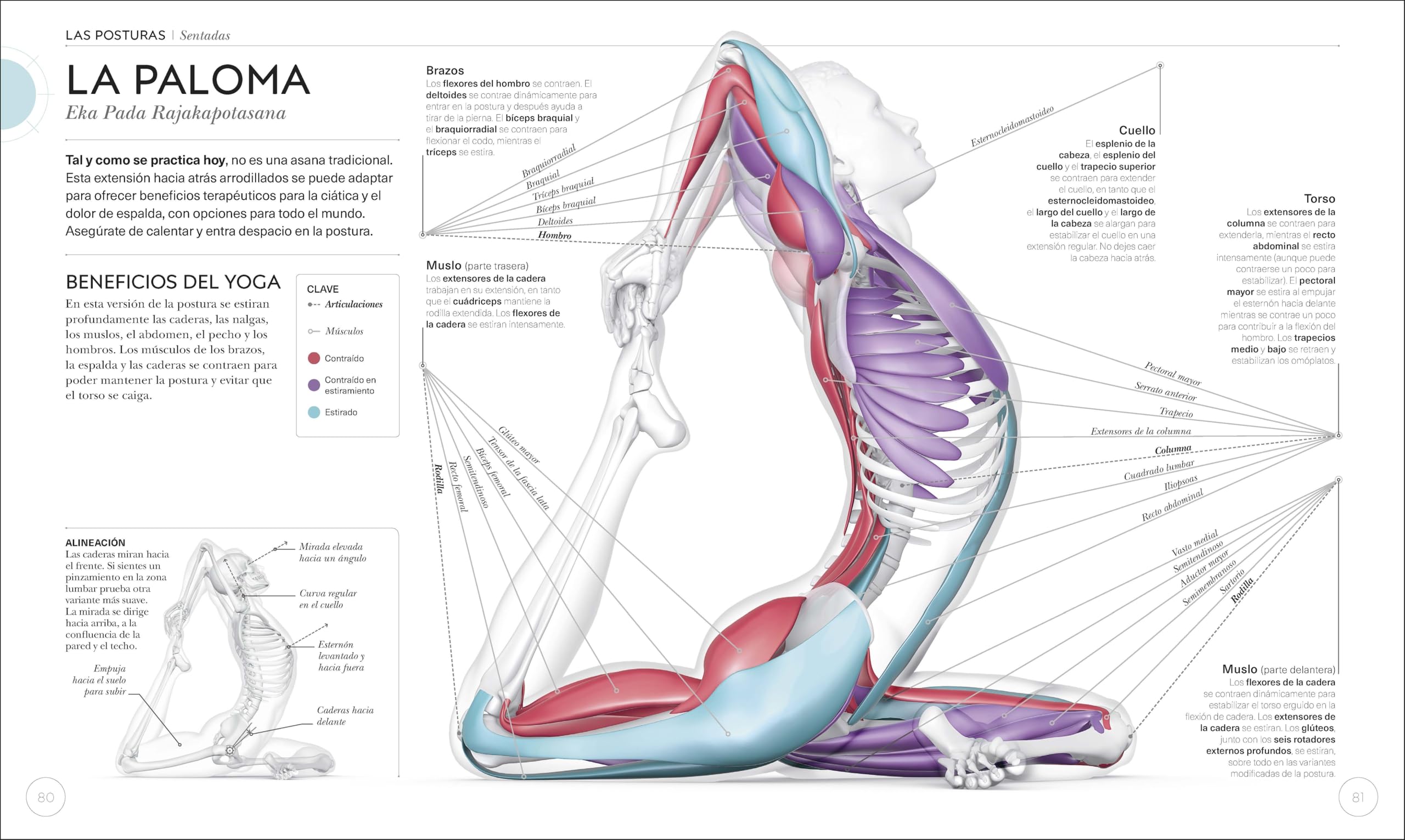 Anatomía del yoga: Un estudio fisiológico postura a postura (Deportes DK) (Edición en Español)