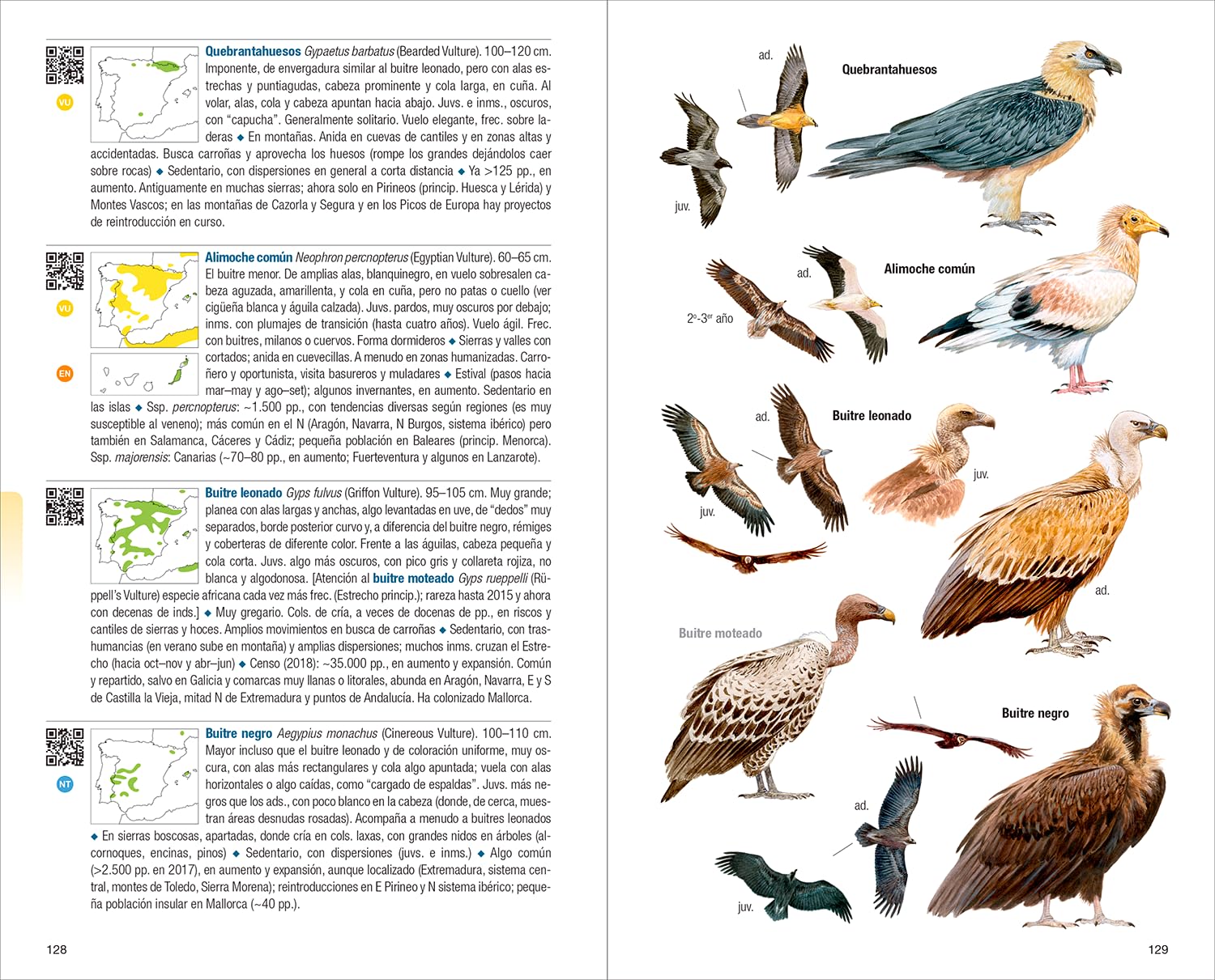 Aves de España - 4ª edición (Guías de campo)